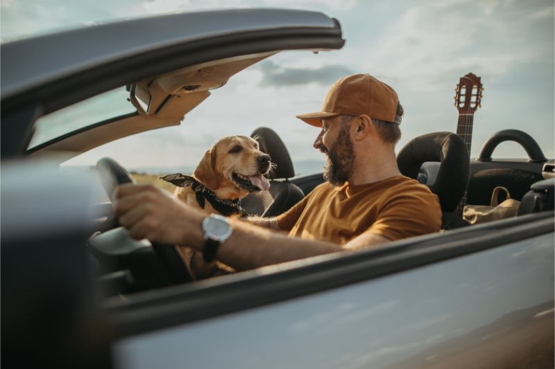 Pet travel: Dog in car with man