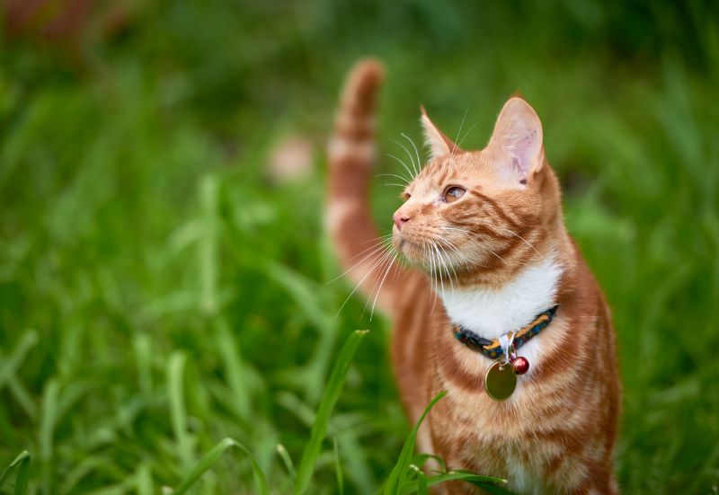 Los Angeles cat in the grass with microchip