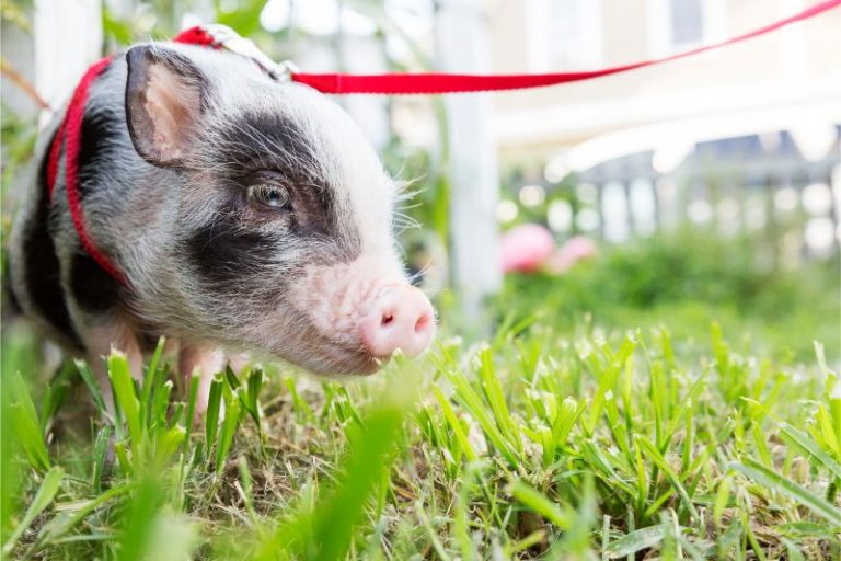 PotBellied Pigs as Pets Shiloh Veterinary Hospital Veterinary Blog
