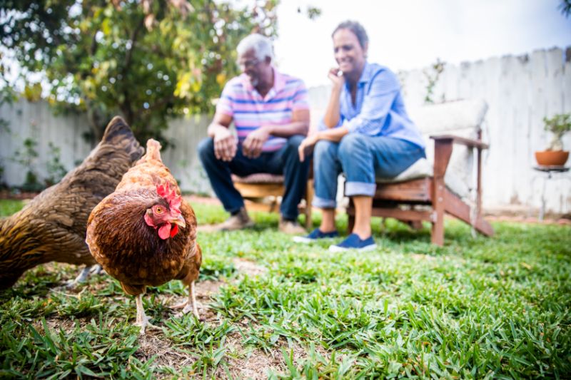 Los Angeles Backyard Chickens