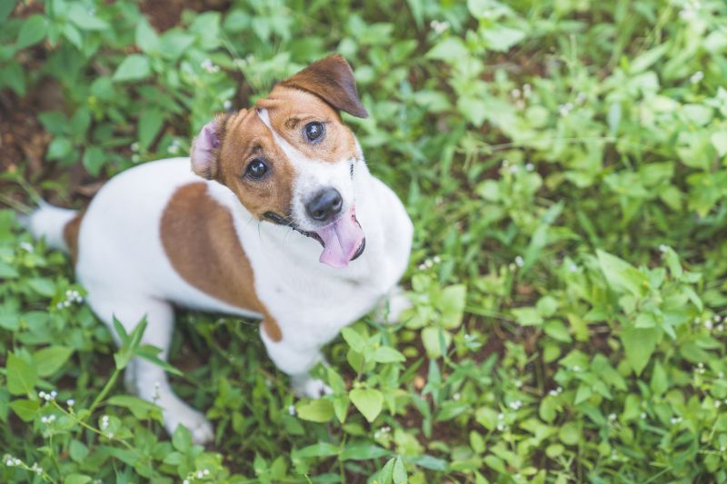 LA dog with parasite prevention