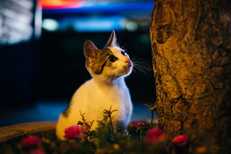 Stray cat found after spending Christmas caught in a tree