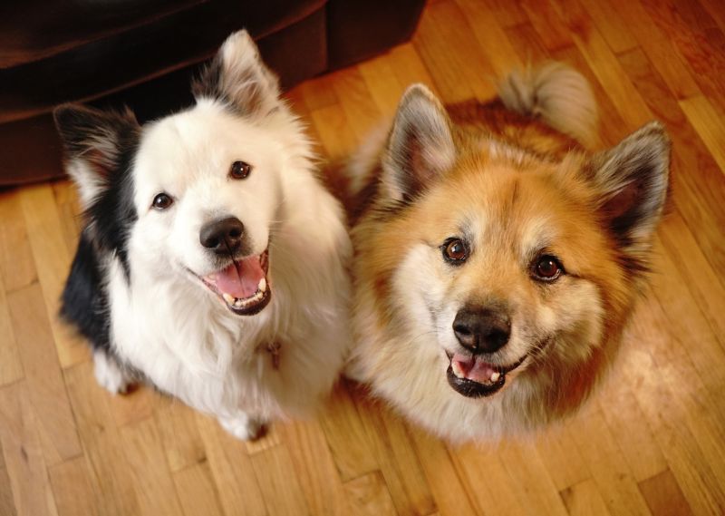 should you adopt two dogs at once