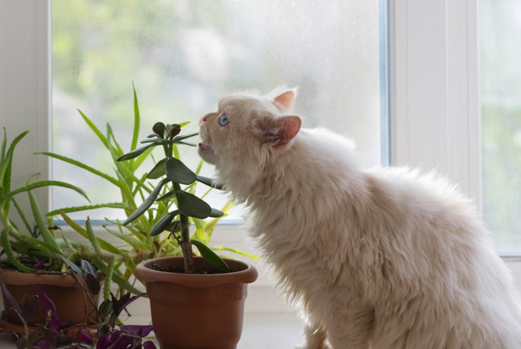 Persian cat eats plants