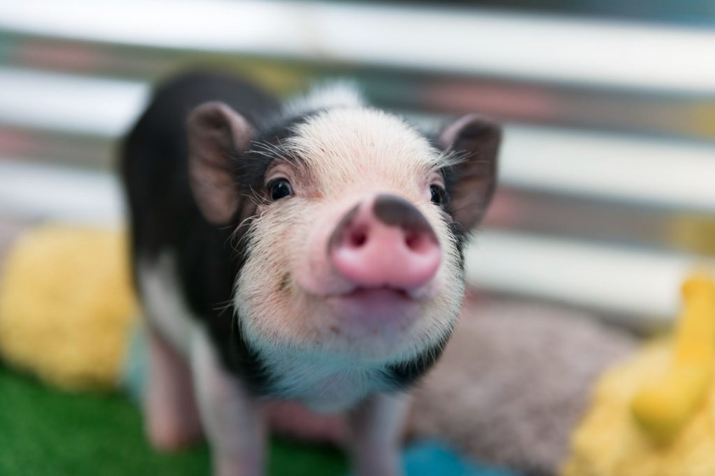 A mini pig smiling.