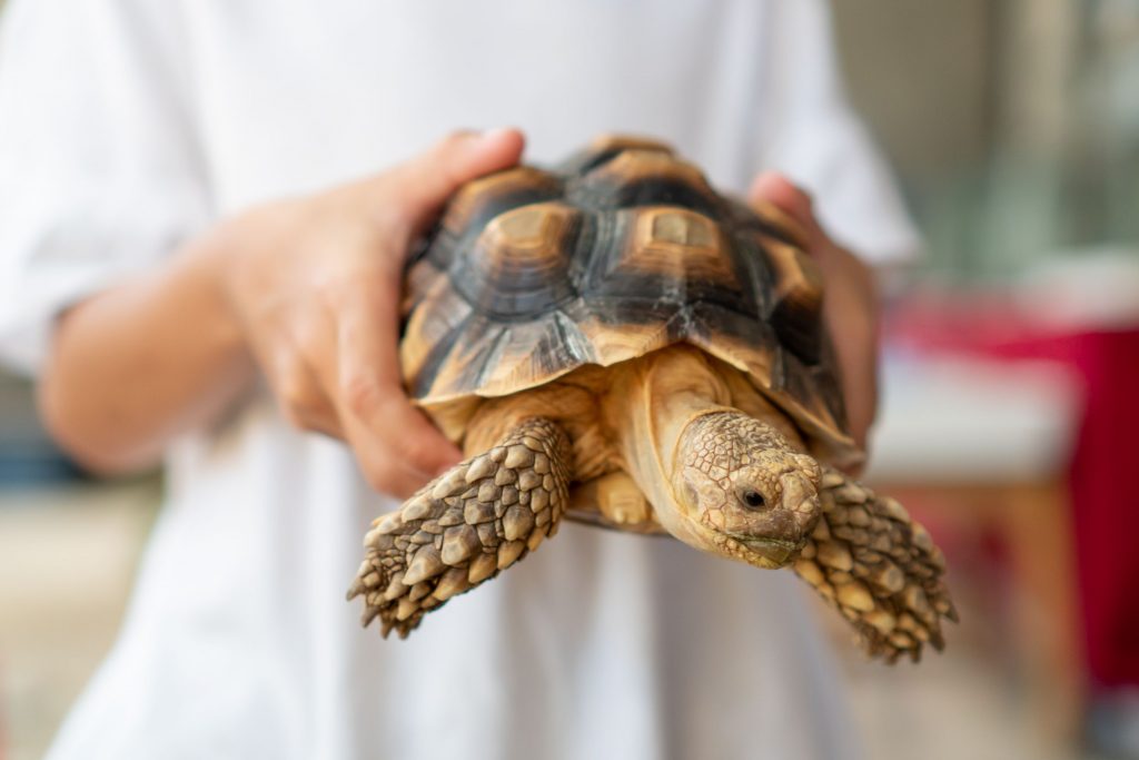 Human holding a tortoise with a chunky hard shell.