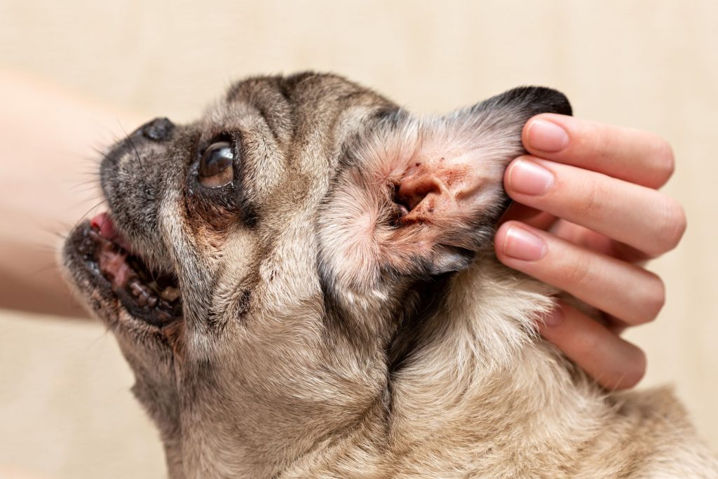 Pug dog with ear mites.