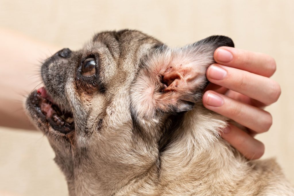 can ear mites spread from cat to dog