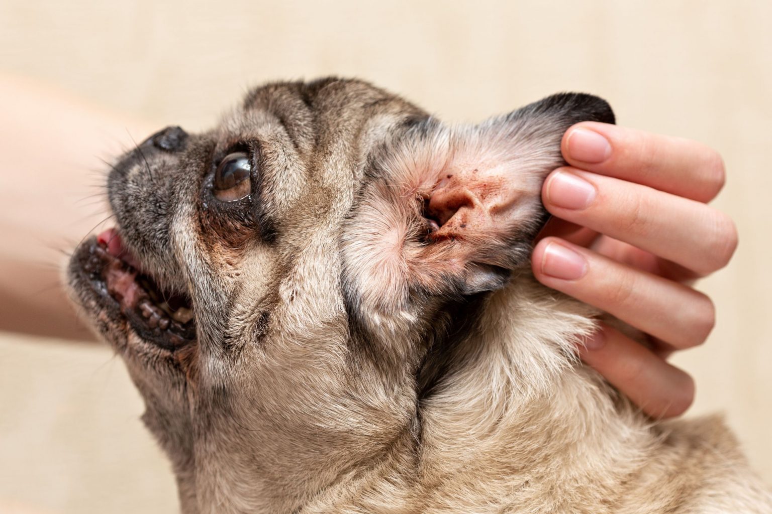 excessive scratching in dogs Archives Veterinary Blog for Los Angeles