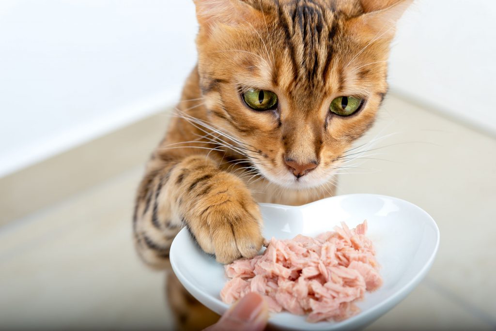 Bengal cat reaches for raw wet food with its paw.