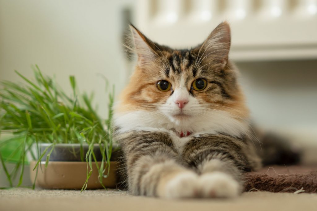 Calico cat sitting down staring into camera.