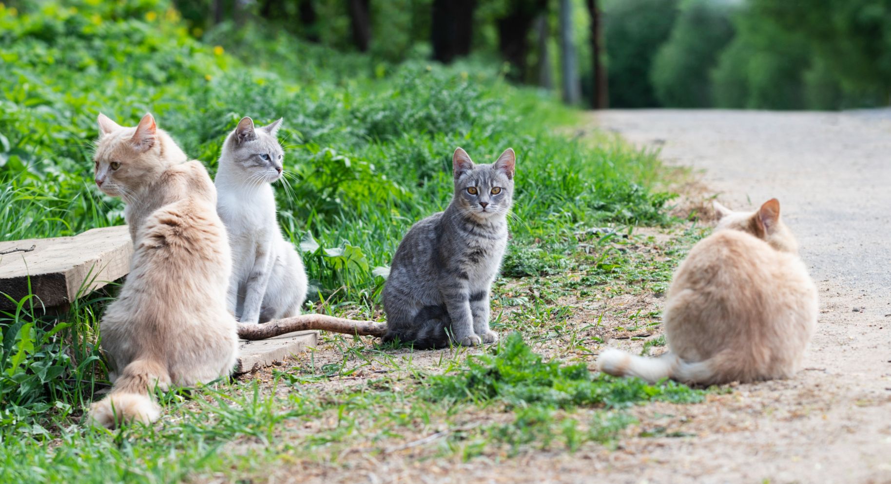 Vets that treat feral cats shop near me
