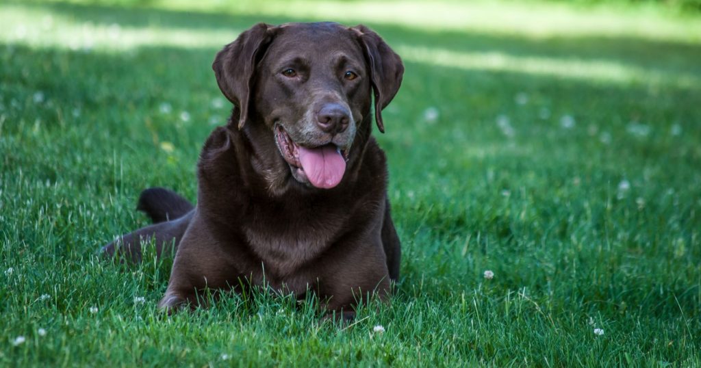 Chocolate labarador retriever sitting in grass.