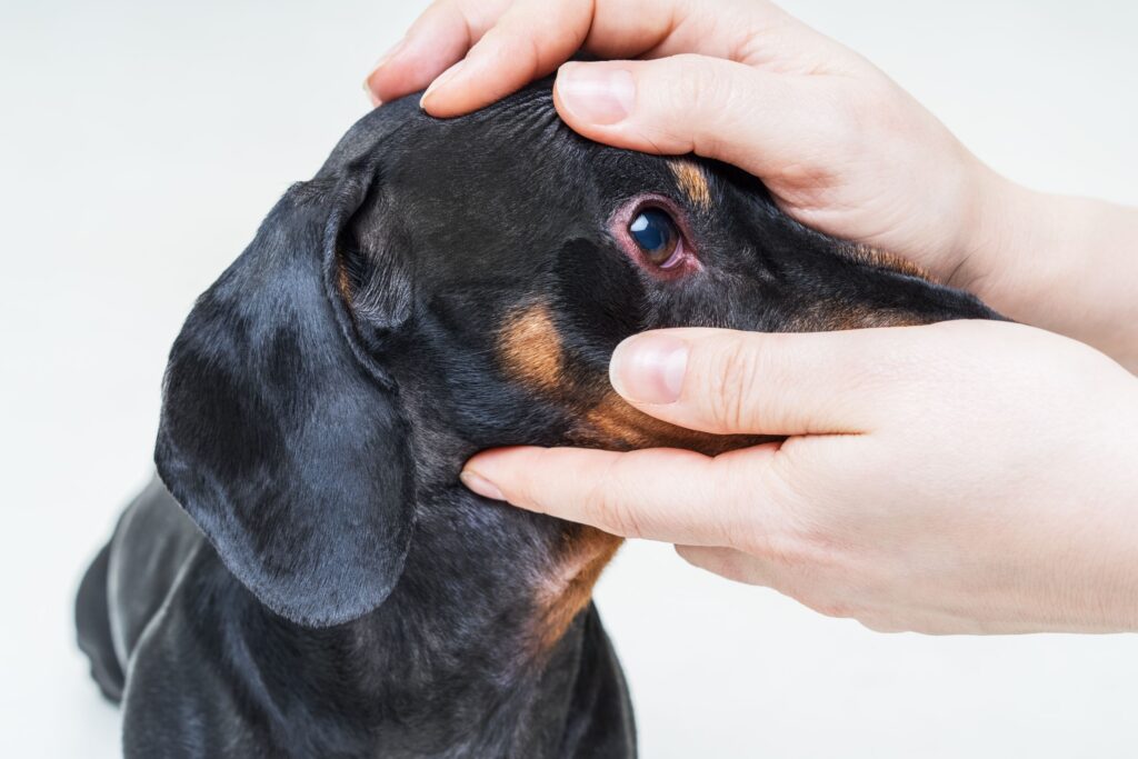 Dachshund dog with pink eye.