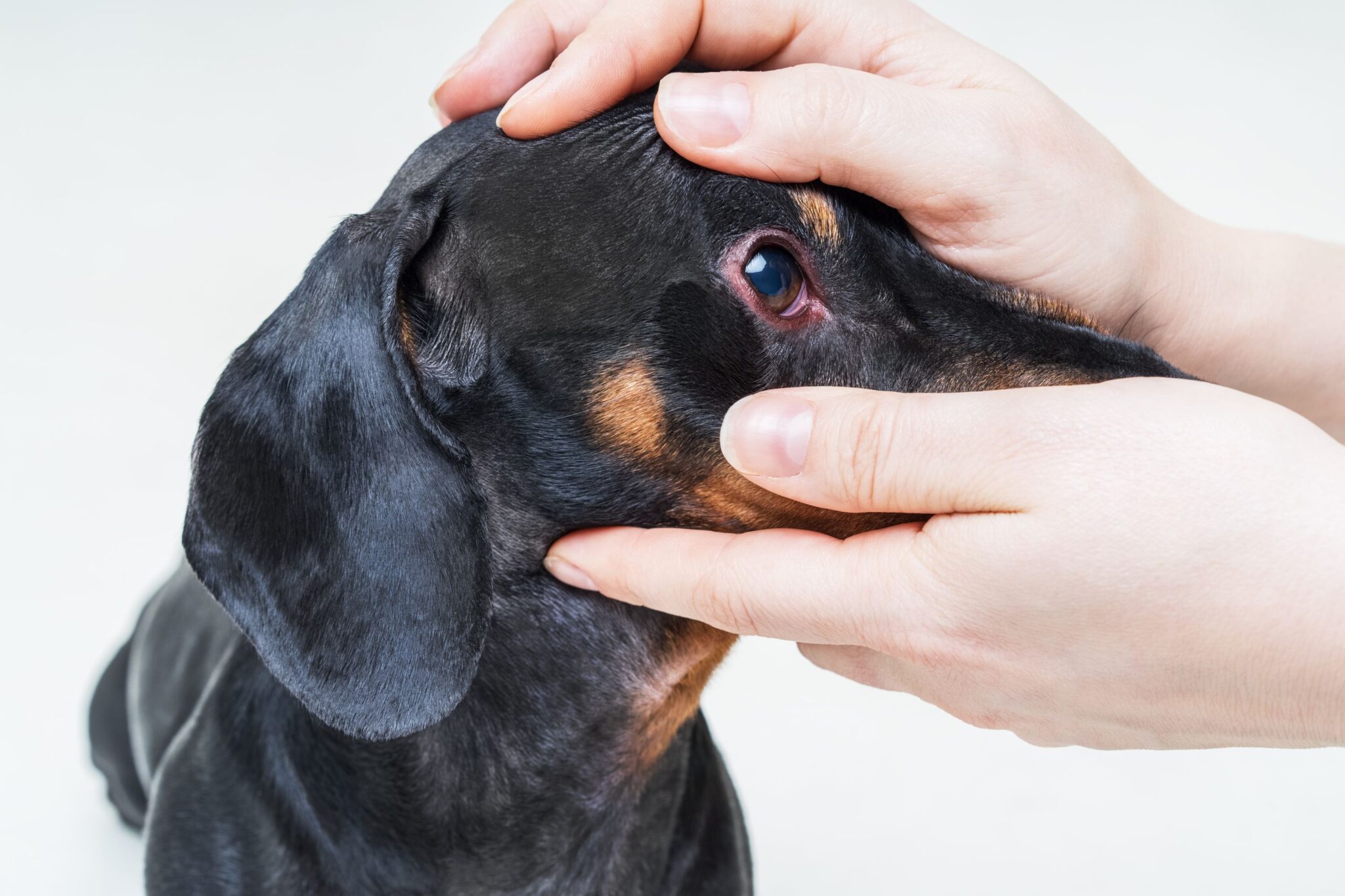 Conjunctivitis (Pink Eye) in Dogs Veterinary Blog for Los Angeles