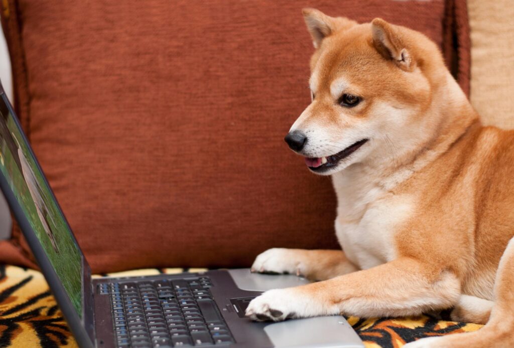 "shiba inu dog using laptop
".