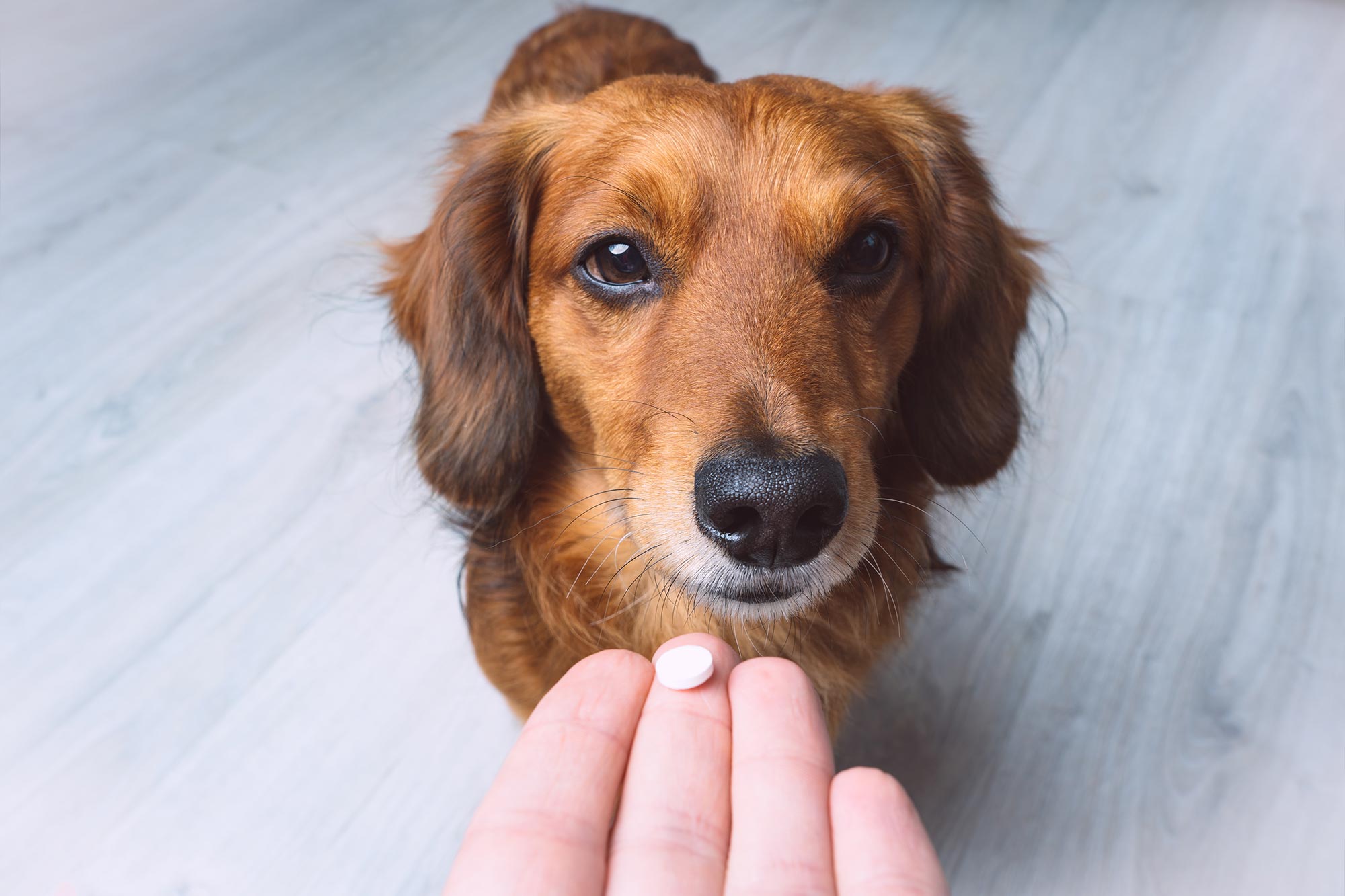senior pet care