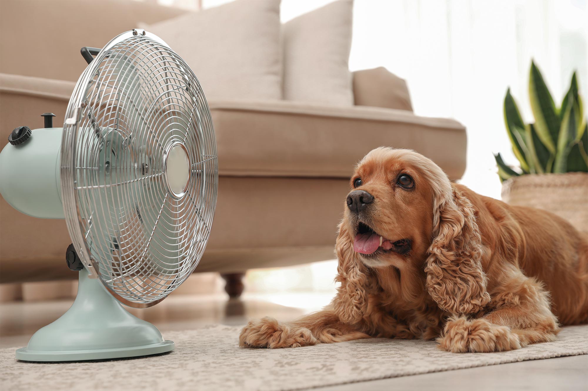 dog with fan