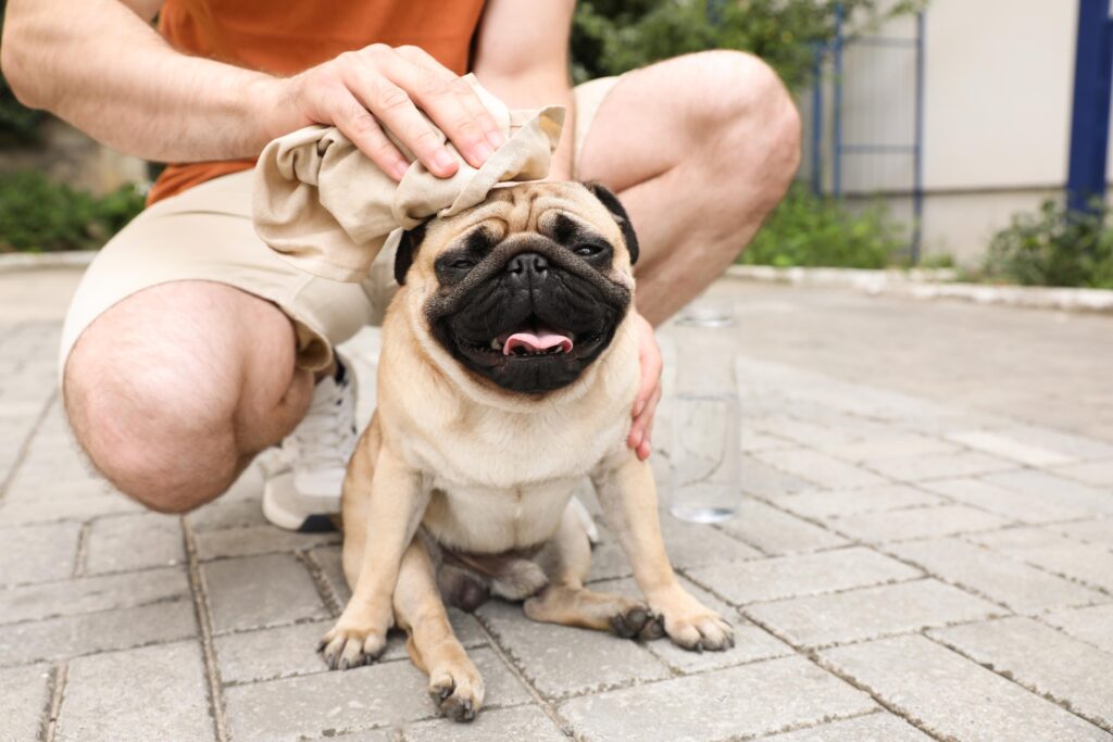 heat stroke in pets.