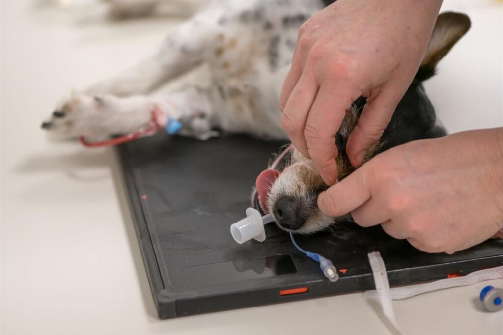 Animal Laparoscopic Surgery.
