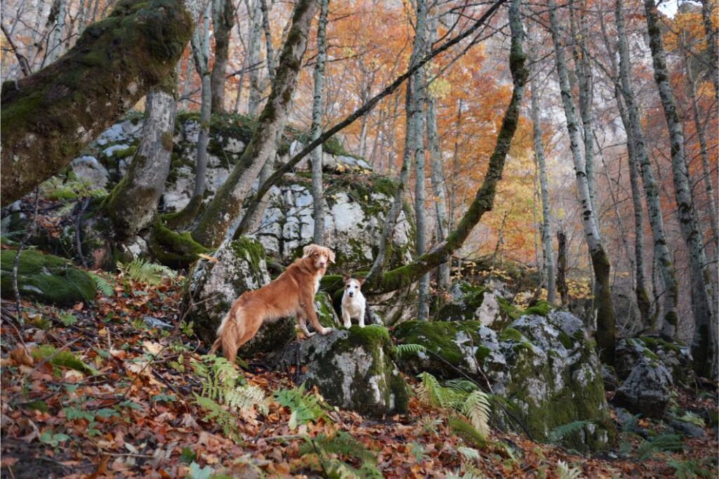 fall pet parasites.