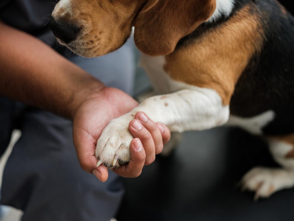 pet arthritis.