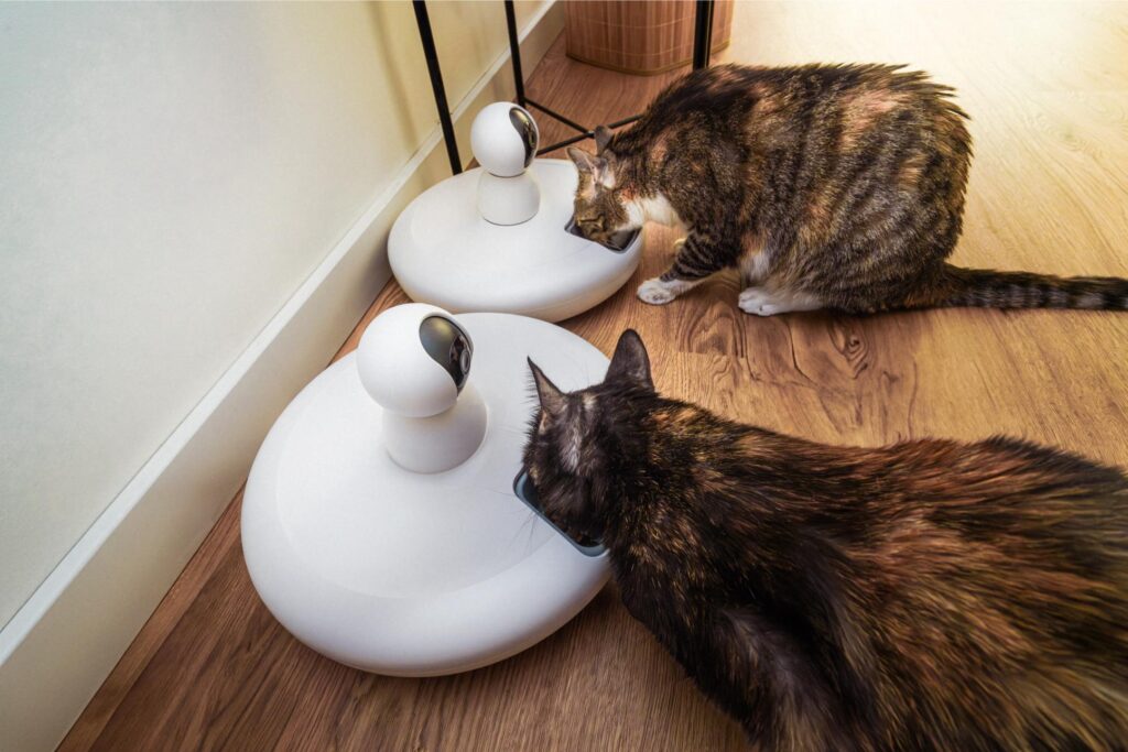 cats eating from smart bowls.