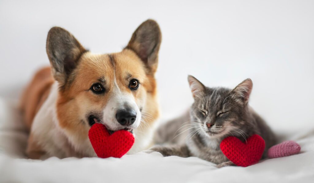 pet heart health.