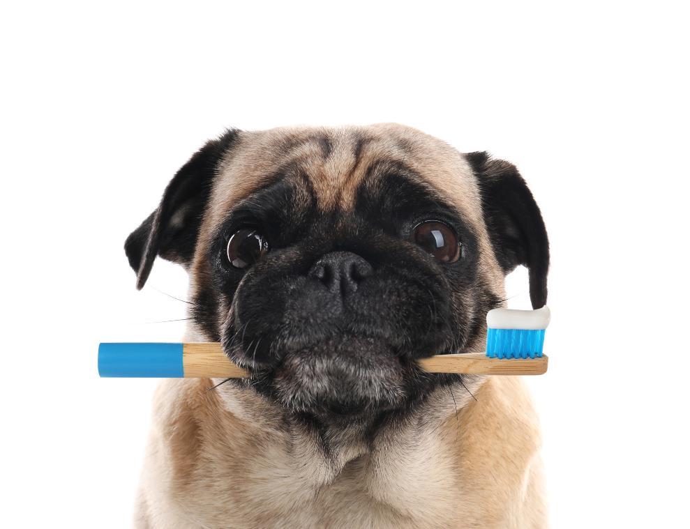 Dog with a toothbrush in its mouth.