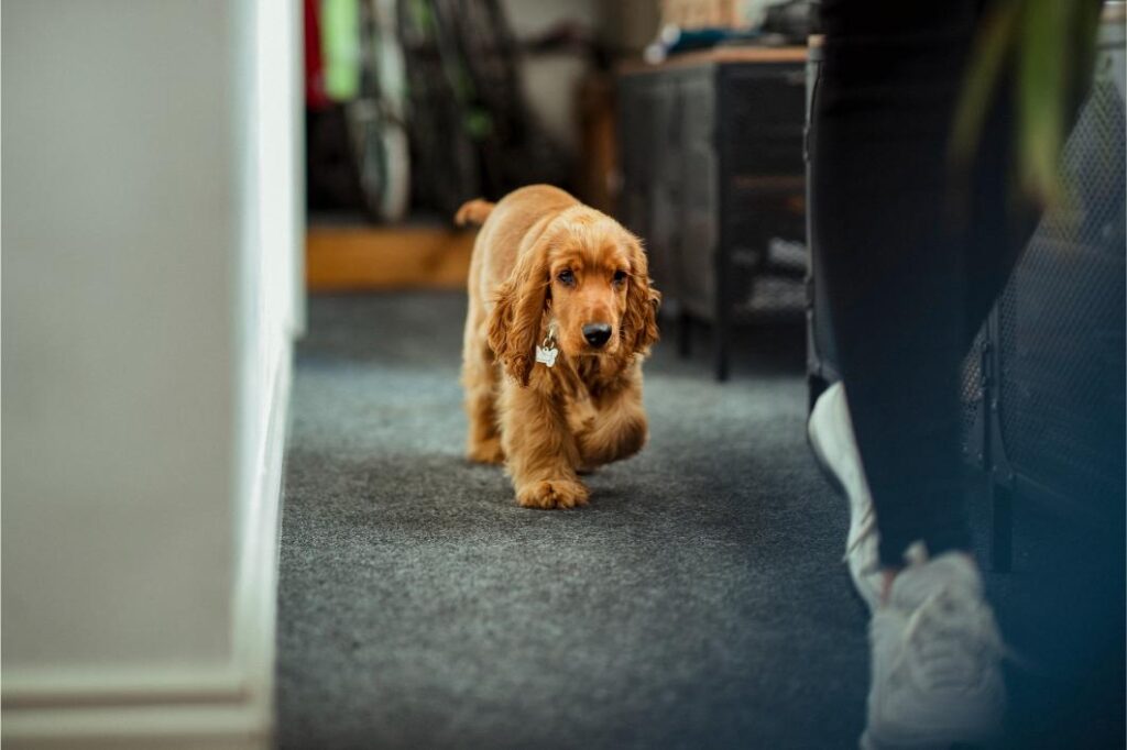 Why Your Dog Won’t Leave Your Side (And When It’s a Problem)