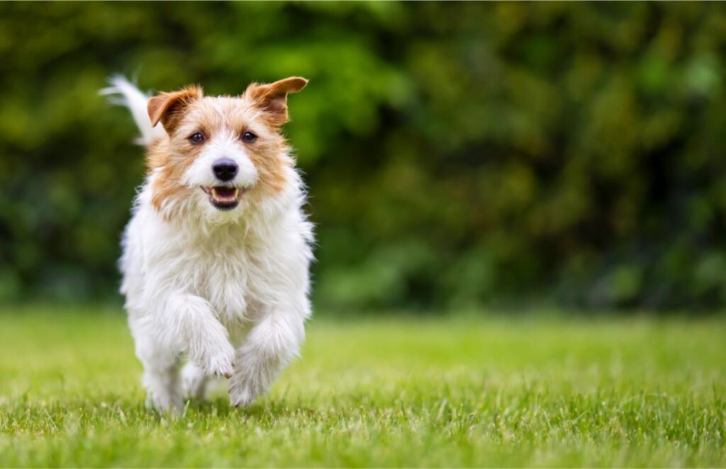 Puppy running outside.