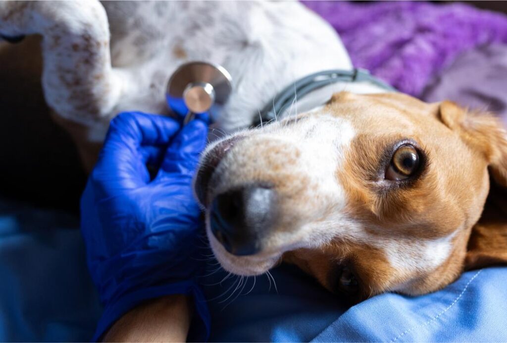 Coughing Puppies and Wildfire Smoke: When Your LA Pet’s Respiratory Symptoms Require Urgent Mobile Veterinary Care