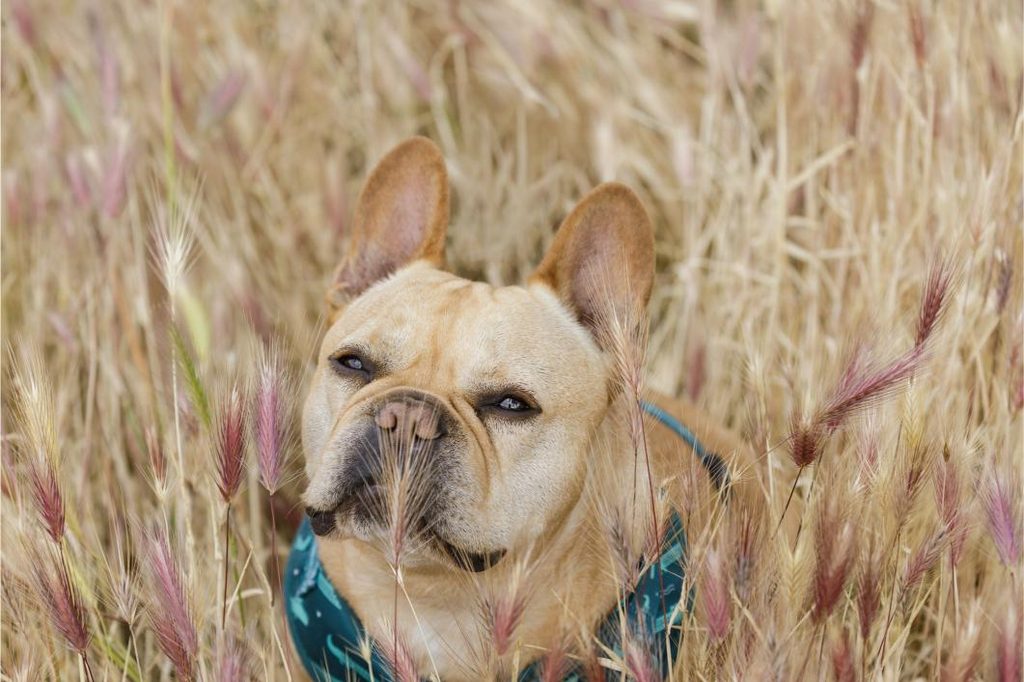French bulldog in foxtail field.