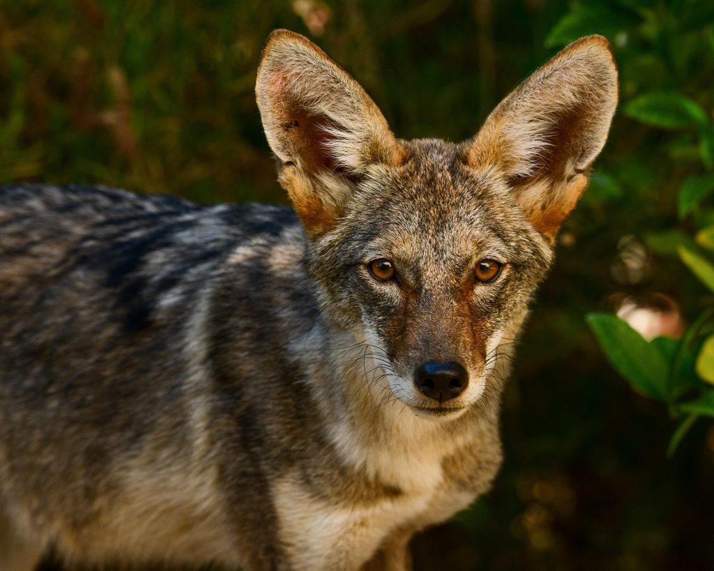 coyote walking through a suburban neighborhood.