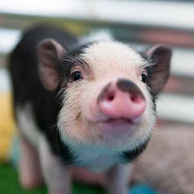 Online Pharmacy Online Pharmacy