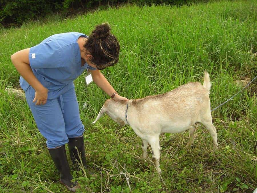 Goat Veterinary Exam